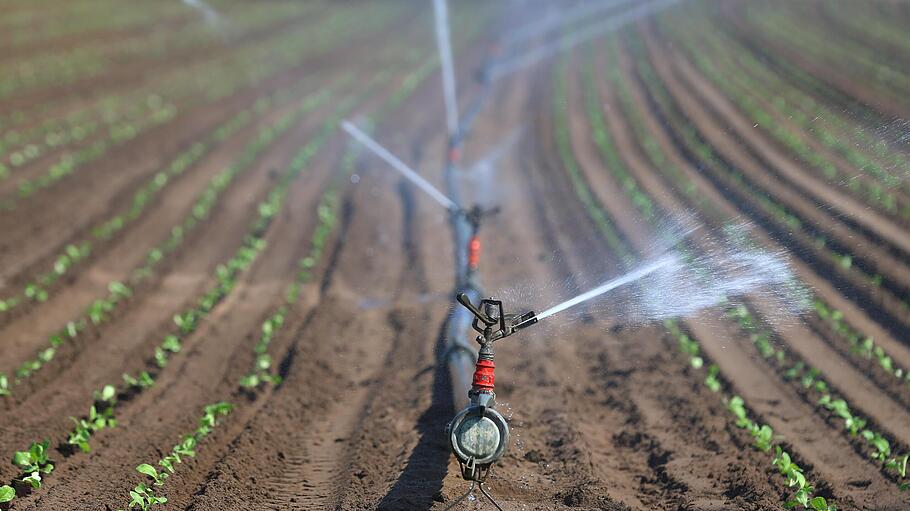 Der hohe Wasserverbrauch beim Anbau von Gemüse wird in der Region zunehmend zum Problem. Das Foto zeigt Salatpflanzen auf einem Feld bei Kitzingen.       -  Der hohe Wasserverbrauch beim Anbau von Gemüse wird in der Region zunehmend zum Problem. Das Foto zeigt Salatpflanzen auf einem Feld bei Kitzingen.