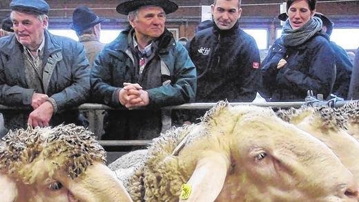 Ganz genau hingucken: Vor der Versteigerung werden die 220 Schafböcke in der Frankenhalle genau unter die Lupe genommen.