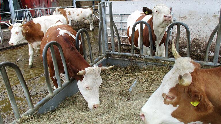 Über 10 000 Euro veranschlagt der Bauernverband als Erstellungskosten für einen Stallplatz bei der Haltung von Milchkühen.