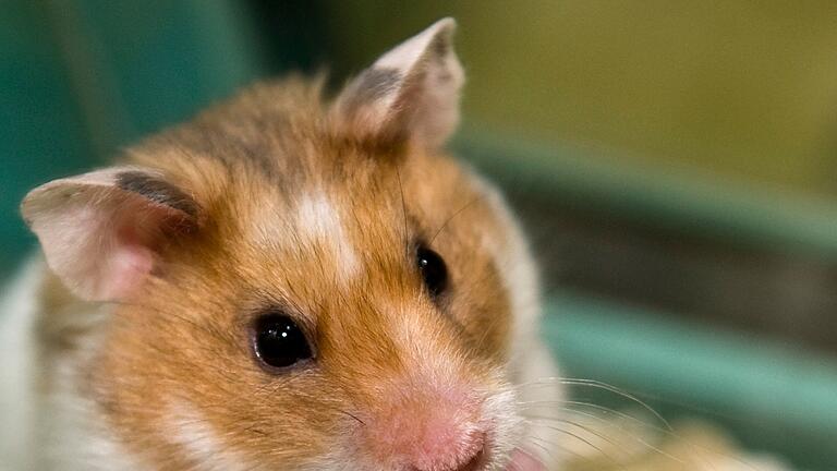 Ein Goldhamster im Käfig       -  Sie sind vor allem für ihren Niedlichkeitsfaktor bekannt - Kuscheltiere sind Hamster aber nicht.