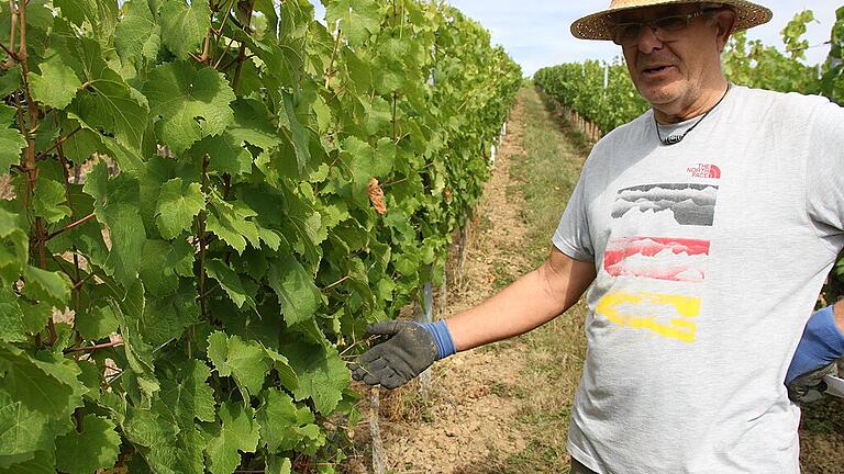 Schön grün schauen die Weinberge in Sulzfeld aus. Aber das Bild täuscht. In den Zeilen hängen so gut wie keine Trauben. Fotos: Ralf Dieter