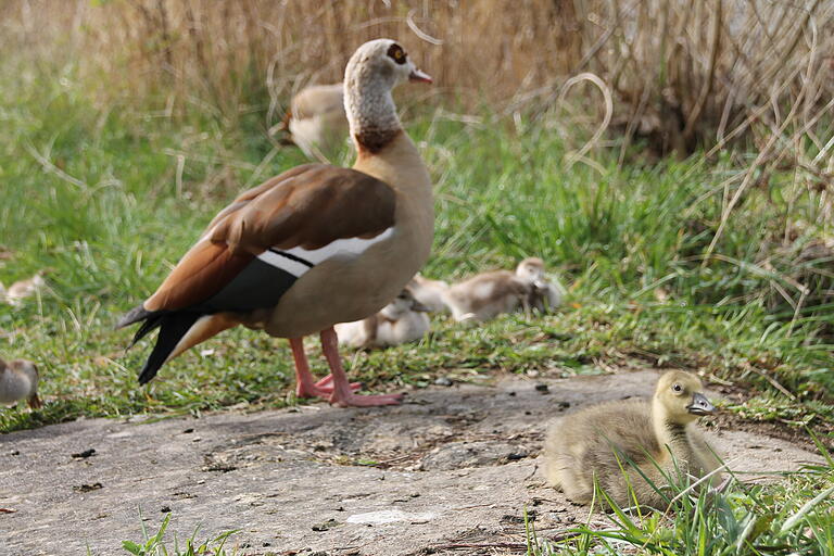 Eine Nilgans kommt selten allein - wie die Nilgansfamilie in Karlstadt beweist.