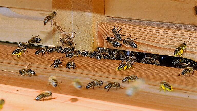 Reger Betrieb an einem Bienenstock.