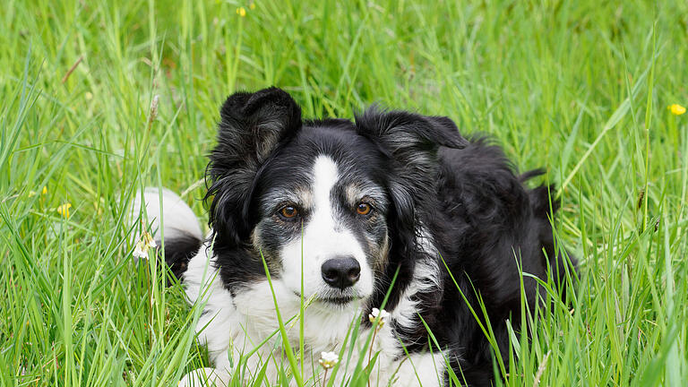 Border Collie Julie.jpeg       -  Auch auf Hunde lauern in den wärmeren Monaten Gefahren.