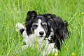 Border Collie Julie.jpeg       -  Auch auf Hunde lauern in den wärmeren Monaten Gefahren.