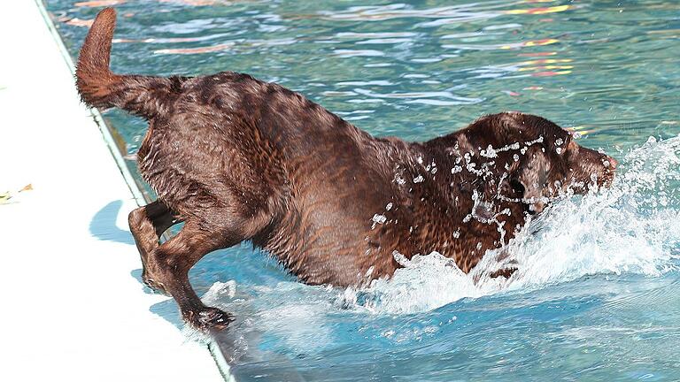 Hinein ins kühle Nass. Hundebadetag im Lohrer Freibad.