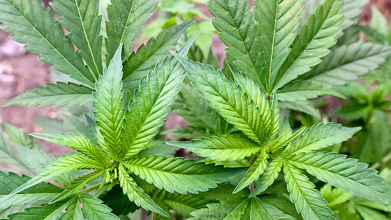 Cannabis.jpeg       -  Der Konsum von Drogen auf Hanfbasis ist künftig erlaubt.