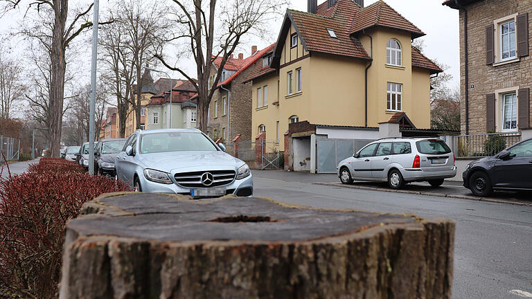 Nur noch die Stümpfe sind übrig von den Bäumen, die Stadtarbeiter kürzlich in der Kitzinger Kanzler-Stürtzel-Straße gefällt haben. Nur noch die Stümpfe sind übrig von den Bäumen, die Stadtarbeiter kürzlich in der Kitzinger Kanzler-Stürtzel-Straße gefällt haben.