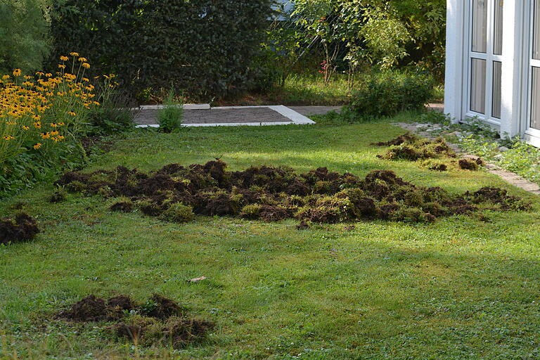 Wildschweine wühlten in der Nähe des Würzburger Dallenbergstadions direkt vor dem Schlafzimmer im Garten eines Hauses.