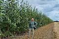 Agroforst-Planer Philipp Gerhardt an einem einjährigen Pappelstreifen an einem abgeernteten Getreidefeld in Brandenburg.