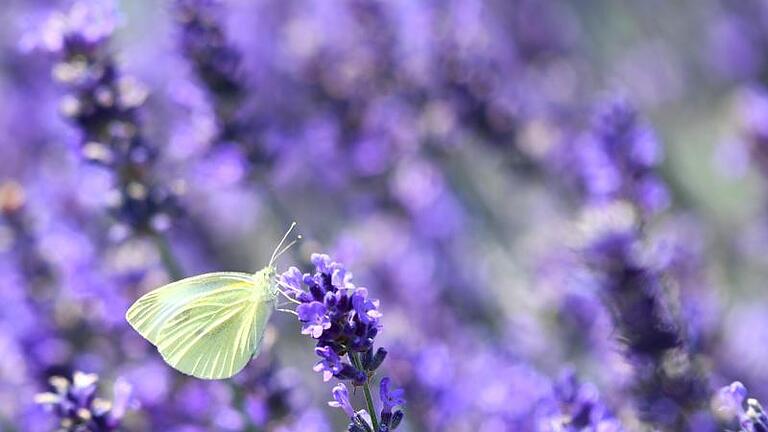 Ein Kleiner Kohlweißling sitzt in einem Lavendelfeld auf einer Blüte. Foto: Felix Kästle/dpa       -  Ein Kleiner Kohlweißling sitzt in einem Lavendelfeld auf einer Blüte. Selbst wenn das Nahrungsangebot gut ist, haben Schmetterlinge in der Stadt ihre Probleme.