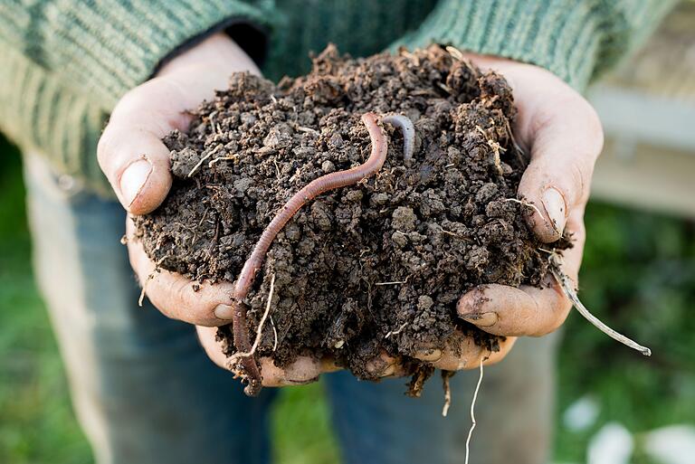 Regenwürmer gehören zu den unverzichtbaren Gartenhelfern.