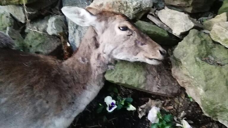 Das letzte Foto: Hirschkuh Schnucki starb fünf Tage nachdem ein Hund sie 15 Minuten lang gehetzt hatte.