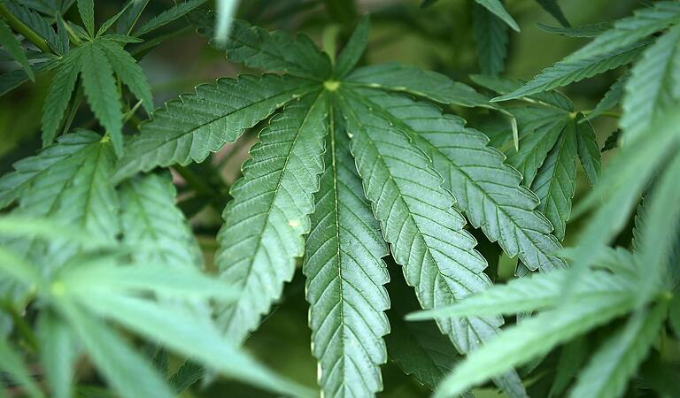 Bei medizinischen Cannabispräparaten unterscheide man zwischen Fertigarzneimitteln, Rezepturen und Hanf-Blüten, sagt der Neurologe Prof. Mathias Mäurer. Bei medizinischen Cannabispräparaten unterscheide man zwischen Fertigarzneimitteln, Rezepturen und Hanf-Blüten, sagt der Neurologe Prof. Mathias Mäurer.