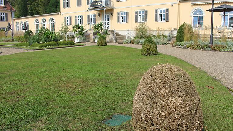 Auch im Staatsbad Bad Brückenau kämpfen die Gärtner mit dem Buchsbaumzünsler. Manche Büsche sind nicht mehr zu retten. - Auch im Staatsbad Bad Brückenau kämpfen die Gärtner mit dem Buchsbaumzünsler. Manche Büsche sind nicht mehr zu retten. Auch im Staatsbad Bad Brückenau kämpfen die Gärtner mit dem Buchsbaumzünsler. Manche Büsche sind nicht mehr zu retten. - Auch im Staatsbad Bad Brückenau kämpfen die Gärtner mit dem Buchsbaumzünsler. Manche Büsche sind nicht mehr zu retten.