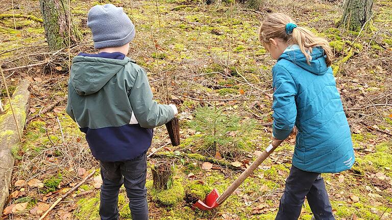 Fachkundig pflanzen die Schülerinnen und Schüler der Grundschule die jungen Bäume.