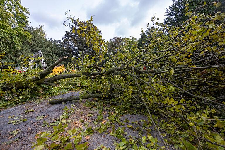 Rund 25 Meter hoch war die Buche, die am Montag im Ringpark umgefallen ist und eine Radfahrerin tödlich verletzt hat. Eine Fußgängerin wurde leicht verletzt.&nbsp; &nbsp;