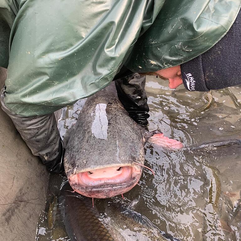 Ein riesiger Waller wurde im Ellertshäuser See gefangen. Über 80 Kilogramm brachte der zwei Meter große Raubfisch auf die Waage.