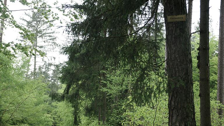 In der Abteilung Ziegelhäg im Römershager Forst könnten sich die Bürgermeister Roland Römmelt und Dieter Muth Windräder vorstellen.       -  In der Abteilung Ziegelhäg im Römershager Forst könnten sich die Bürgermeister Roland Römmelt und Dieter Muth Windräder vorstellen.