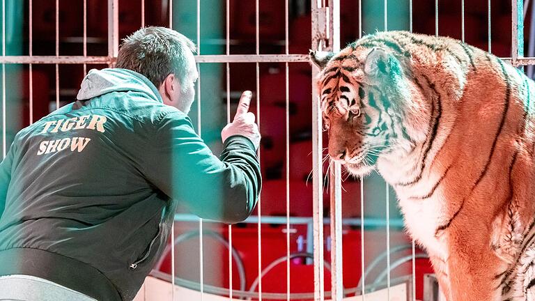 Circus Barnum gastiert in Schweinfurt. Neben dem US-Todesrad und einer Motorradkugel hat der Schaustellerbetrieb unter anderem Tiger im Programm. Circus Barnum gastiert in Schweinfurt. Neben dem US-Todesrad und einer Motorradkugel hat der Schaustellerbetrieb unter anderem Tiger im Programm.