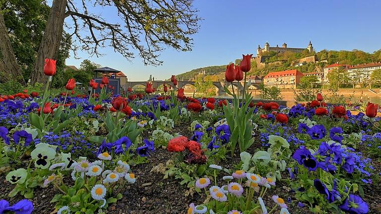 Würzburg blüht auf: Frühjahrsbepflanzung des Gartenamtes am Alten Kranen. Würzburg blüht auf: Frühjahrsbepflanzung des Gartenamtes am Alten Kranen.