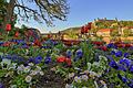 Würzburg blüht auf: Frühjahrsbepflanzung des Gartenamtes am Alten Kranen.