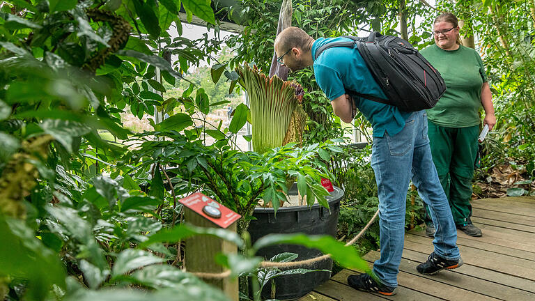 Titanwurz im botanischen Garten       -  Am Donnerstagnachmittag war die Blüte der Titanwurz schon aufgegangen und roch nach verfaultem Fleisch