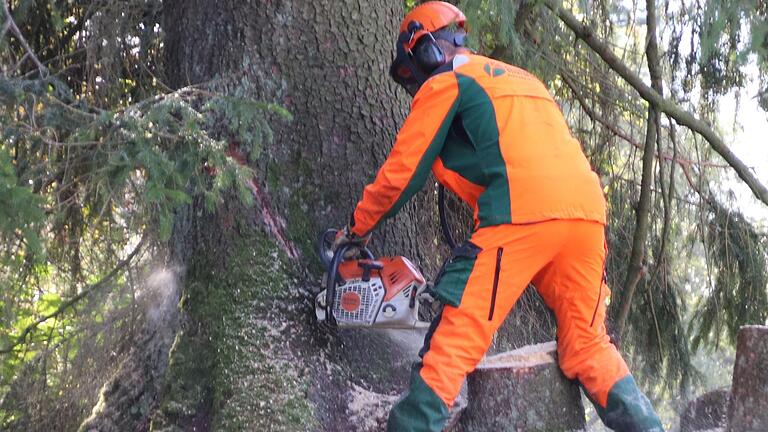 Um das Schwarze Moor vor dem Austrocknen zu retten, wurden jetzt in seinem Umfeld hunderte Fichten entfernt. Wo das der Harvester nicht konnte, fällten Forstwirte wie Jens Raumschüsse die Bäume.