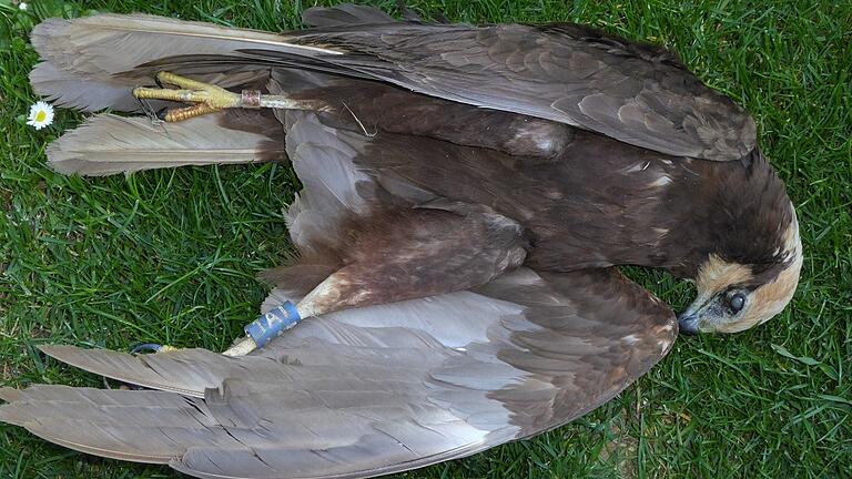 Dieses Rohrweihenweibchen wurde westlich von Bibergau gefunden. Es starb durch eine Vergiftung mit dem seit langem verbotenen Insektizid Carbofuran.