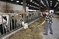 Rita Jörg liebt es bei den Kühen im Stall zu sein. Da gibt es dann schon  auch mal eine Gabel Futter extra. Foto: Marion Eckert       -  Rita Jörg liebt es bei den Kühen im Stall zu sein. Da gibt es dann schon  auch mal eine Gabel Futter extra. Foto: Marion Eckert
