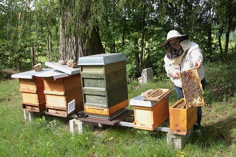 Viel Arbeit gibt es bei dem Hobby der Imkerei im Verlaufe des Bienenjahres und dazu gehört auch viel Wissen um Bienenzucht und Produktion von Honig sowie Bekämpfung von Krankheiten. Viel Arbeit gibt es bei dem Hobby der Imkerei im Verlaufe des Bienenjahres und dazu gehört auch viel Wissen um Bienenzucht und Produktion von Honig sowie Bekämpfung von Krankheiten.