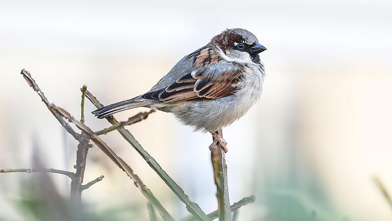 Spatz - Bei Spatzen lassen sich junge kaum von älteren unterscheiden, da die kleinen Vögel weder graue Feder noch Falten bekommen. (Archivbild) Spatz - Bei Spatzen lassen sich junge kaum von älteren unterscheiden, da die kleinen Vögel weder graue Feder noch Falten bekommen. (Archivbild)