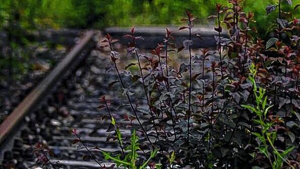 Zugewachsen: Die ehemalige Bahnlinien. Zugewachsen: Die ehemalige Bahnlinien.