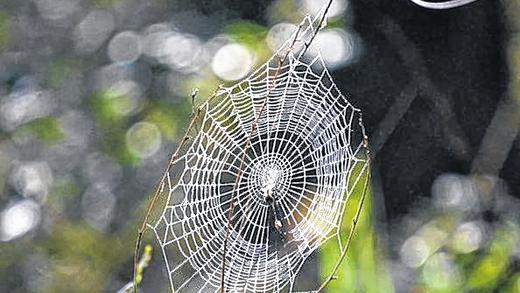 Morgentau: Spinnennetz im Unterholz.