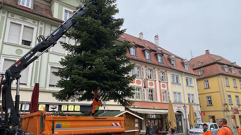 Zehn Meter Freude: Der Kitzinger Weihnachtsbaum ist da Zehn Meter Freude: Der Kitzinger Weihnachtsbaum ist da