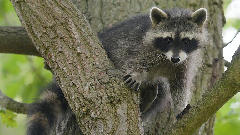 Ein Waschbär. Ein Waschbär.