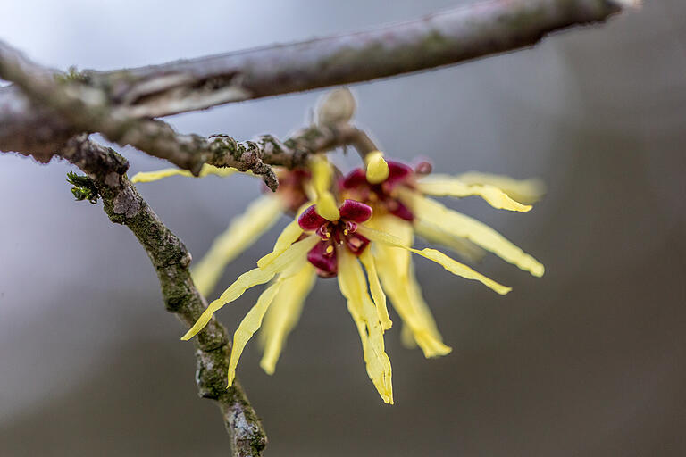 Zarte, feine Blüte mitten im Winter: die japanische Zaubernuss (Hamamelis japonica). Zarte, feine Blüte mitten im Winter: die japanische Zaubernuss (Hamamelis japonica).