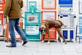 Ein Hund markiert sein revier an Zeitungskästen       -  Halter haften für alle Schäden, die ihre Hunde verursachen - Versicherungen können vor finanziellen Schäden schützen.