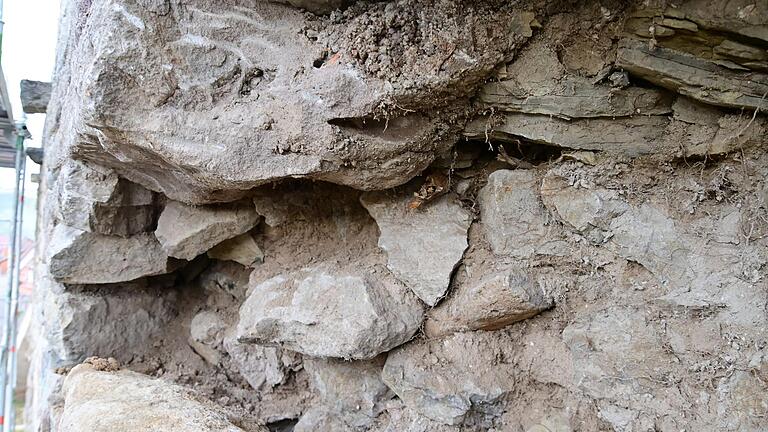 Dicke Wurzeln sind in das Mauerwerk der Stadtmauer eingedrungen und sprengen einzelne Steine heraus. Die jetzige Sanierung wird genutzt, um alle Wurzelreste zu entfernen und die Mauer wieder stabil zu machen.