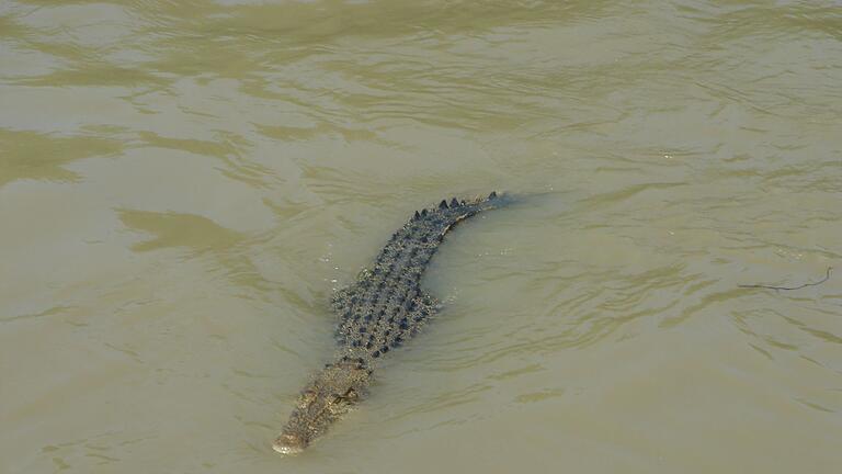 Krokodile im Northern Territory       -  Salzwasserkrokodil im Fluss Adelaide: In Australiens Gewässern lauern vielerorts Krokodile.