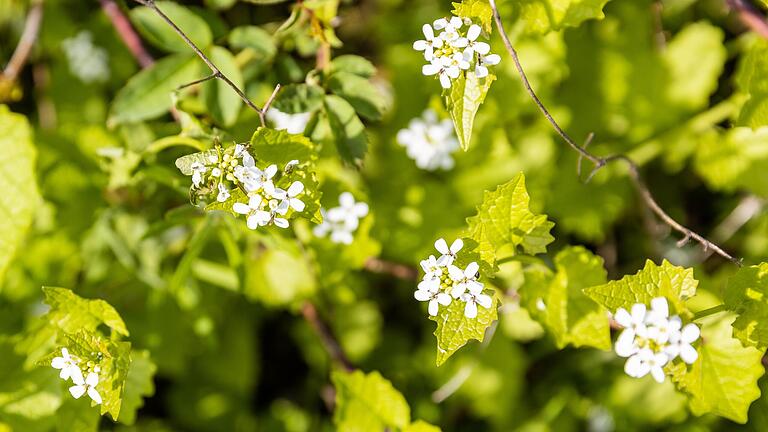 Knoblauchsrauke wächst vor allem in Laubwäldern oder am Rand von Wegen und Hecken. Knoblauchsrauke wächst vor allem in Laubwäldern oder am Rand von Wegen und Hecken.