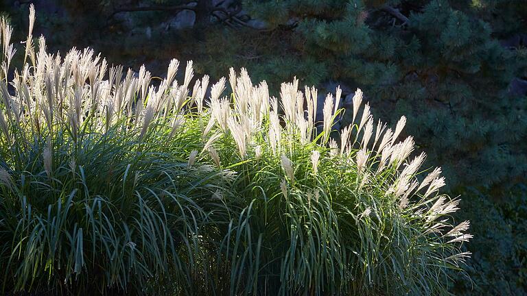 Chinaschilf (Miscanthus sinensis) ist eine invasive Ziergrasart in Europa.