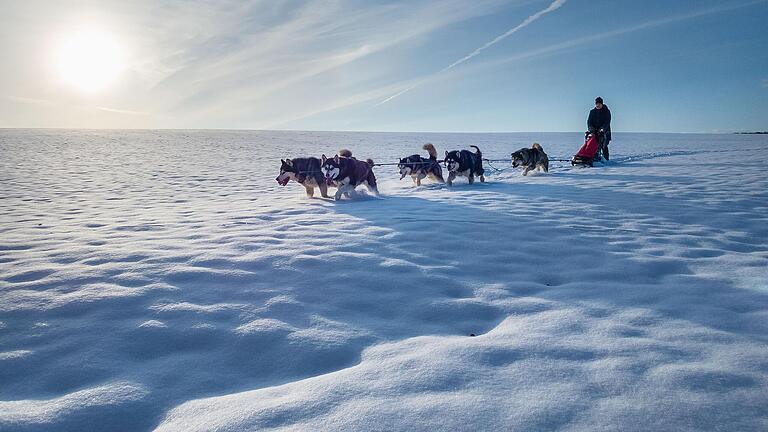 Wirkt fast so wie die Weiten Alaskas – ist aber die verschneite Landschaft bei Weipoltshausen. Der Schneefall der vergangenen Tage beschert Sigi Feldmann und seinen fünf Hunden ideale Bedingungen.