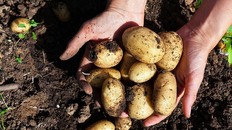 Die frühen Kartoffel-Sorten wie 'Annabelle' sind meist festkochend und schmecken besonders lecker als Pellkartoffeln oder Salzkartoffeln. Sie passen auch gut zu Spargel.