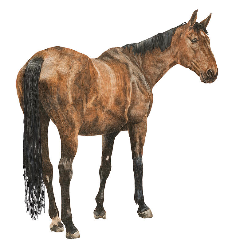 Auch wenn das Pferd am Ende braun ist . . . die wichtigste Farbe ist - untendrunter - immer weiß. Auch wenn das Pferd am Ende braun ist . . . die wichtigste Farbe ist - untendrunter - immer weiß.