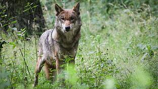 Nach neuen Wolfsangriffen auf Herden werden die Rufe nach Abschussgenehmigungen für Wölfe in der Region immer lauter.