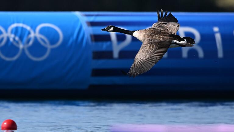 Paris 2024 - Kanu       -  Die Regattastrecke wurde regelmäßig von Kanadagänse überflogen.