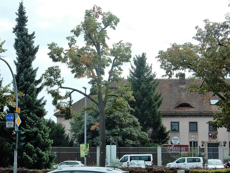 Das Ausschneiden im Kronenbereich der Bäume an der Niederwerrner Straße sollte stabilisieren.&nbsp;