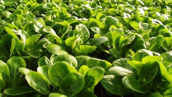 Feldsalat&nbsp;gilt vor allem aufgrund seines hohen Gehalts an Eisen und Vitamin C als gesund.