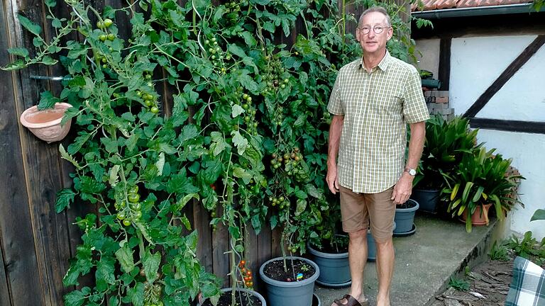 Der Stöckacher Günter Hau vor seinen Tomatenpflanzen. Er baut verschiedene Sorten an. Einzelne erreichen dabei mehrere Meter Höhe.